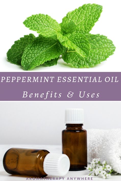 Peppermint Essential Oil Benefits & Uses Hangover Essential Oils, Benefits Of Peppermint Essential Oil, Peppermint Essential Oil Benefits, Peppermint Essential Oil Uses, Homemade Eye Makeup Remover, Benefits Of Peppermint, Hangover Symptoms, Oil For Headache, Diy Makeup Remover