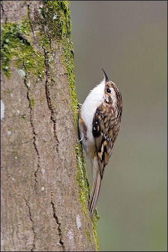 Treecreeper (Certhia familiaris) - www.birdwords.co.uk Brown Creeper, Wild Creatures, Nature Birds, All Birds, Bird Pictures, Pretty Birds, Bird Photo, Cute Birds, Bird Garden