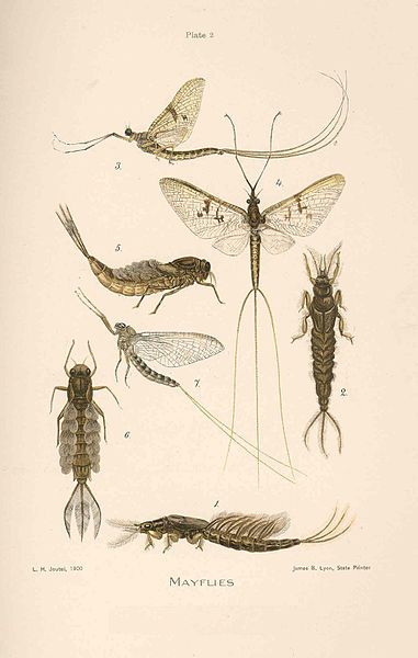 Mayfly Tattoo, Aquatic Macroinvertebrates, Fly Fishing Nymphs, Aquatic Insects, Fly Fishing Art, Trout Fishing Tips, Fly Fishing Flies Pattern, Mayfly, Fly Fishing Tips