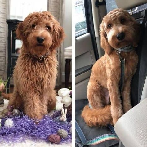 Doodle Haircut Styles Short, Short Goldendoodle Haircut, Labradoodle Haircut, Teddy Bear Goldendoodle, Labradoodle Grooming, Goldendoodle Haircuts, Goldendoodle Grooming, Puppy Haircut, Mini Goldendoodle Puppies