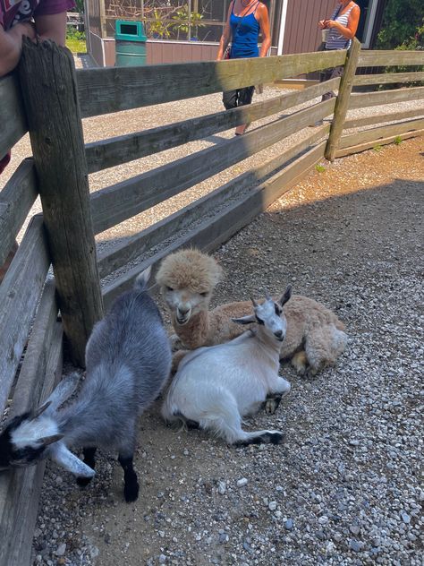 #aesthetic #animals #llama #alpaca #goat #farm #zoo #cute Alpaca Farm Aesthetic, Farm Aesthetic, Aesthetic Animals, Goat Farm, Alpaca Farm, Future Farms, Llama Alpaca, Summer 2025, Summer 2024