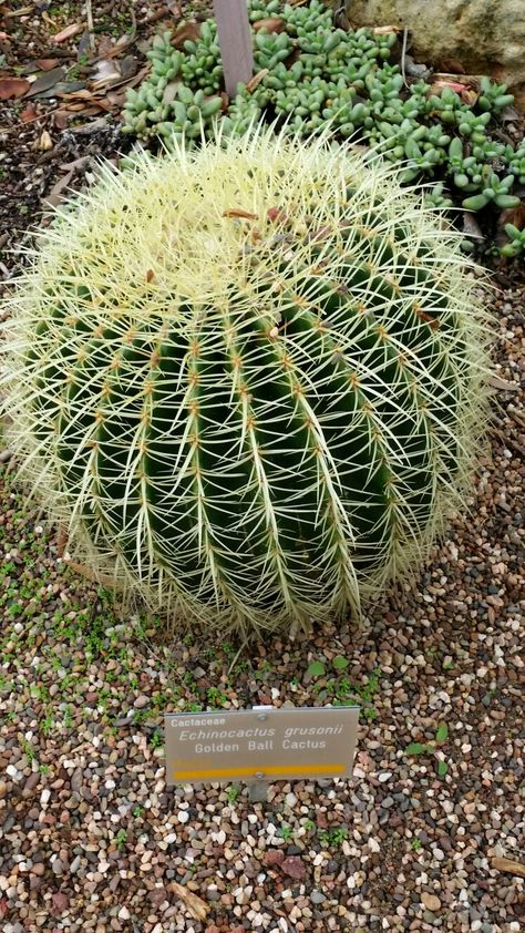 Golden Ball Cactus Golden Ball Cactus, Cactus Plants, Cactus, Plants, Flowers, Quick Saves