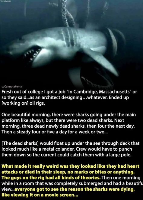 Over on Reddit, deep sea enthusiasts, sailors, and former Navy folks are sharing scary stories of deep sea terrors. From giant beasts in watery depths to bizarre finds in the great, wide ocean, here are a few creepy stories about the sea to keep you on dry land for a long, long time. #oceanterrors #seafarerstories #deepseamysteries #sailortales #marinehorror #creepysea #underwaterunknowns #nauticalnightmares Terrifying Ocean Pictures, Deep Sea Scary, North Sea Scary, Scary Ocean Videos, Scary Ocean Facts, Creepy Sea Creatures, Creepy Facts Scary, Scary Stories With A Twist, Deep Sea Horror