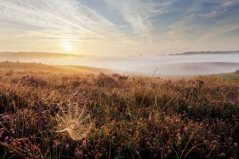 The 20 best UK wildlife walks for autumn 2022, from spotting red deer in Cumbria to birding in Hampshire Uk Wildlife, Autumn 2022, Red Deer, Birdwatching, Cumbria, Bird Watching, Hampshire, Deer, United Kingdom