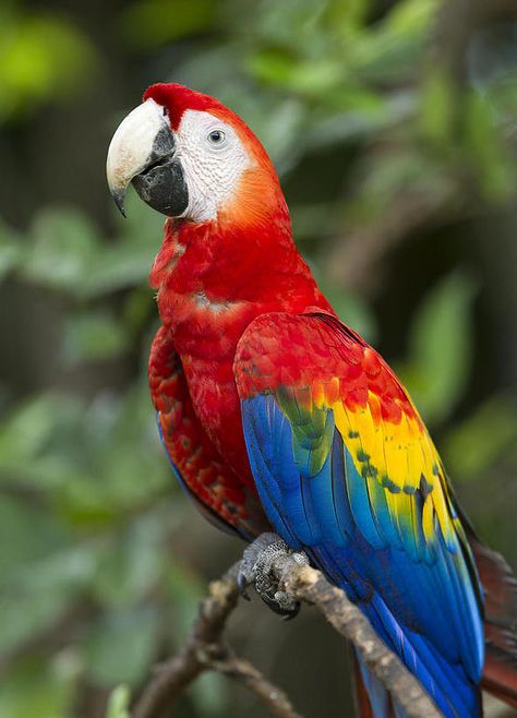 https://flic.kr/p/21FMg7w | white beak Scarlet Macaw, Parrots Art, Macaw Parrot, Colorful Parrots, Most Beautiful Birds, Nature Birds, All Birds, Bird Pictures, Exotic Birds