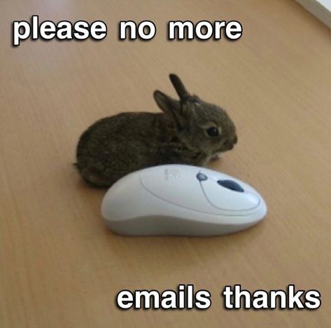 Bunny On Computer, Animals Quotes, Silly Rabbit, Cute Bunny Pictures, Silly Cats Pictures, Bunny Pictures, Funny Bunnies, Silly Animals, Silly Cats