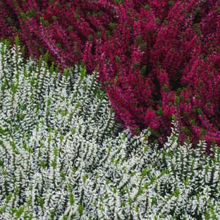 Winter Heather Plant, Woodland Yard, Heather Gardens, Winter Balcony, Balcony Inspiration, Heather Flower, Allium Flowers, Plants Landscape, Heather Plant