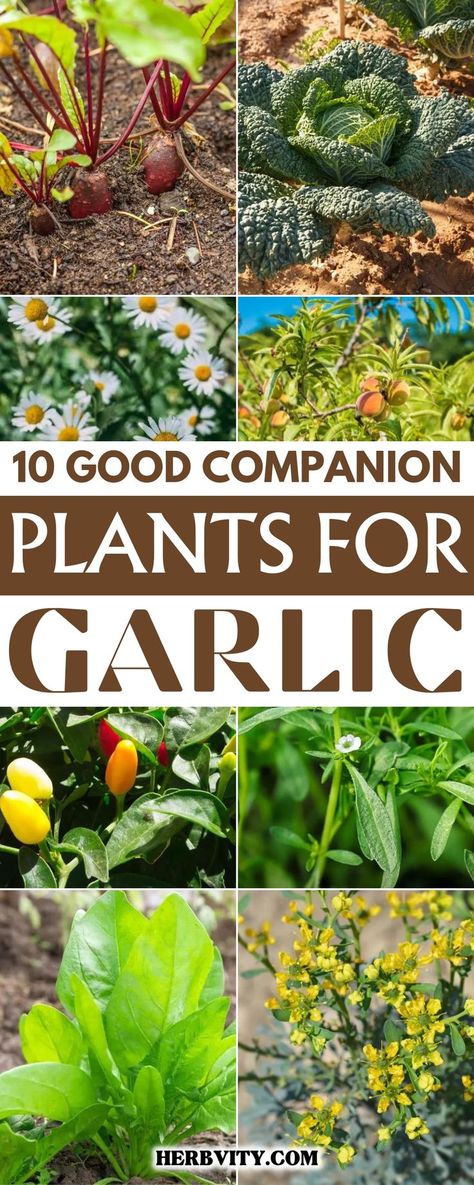 "🌱🌿 Garlic's Garden Allies: 10 Perfect Plant Partners! 🌼✨ Explore the art of companion planting with these 10 fantastic plants that enhance the flavor, deter pests, and create a thriving garden alongside your garlic. 🍃🌻 #CompanionPlants #GarlicGardening #FlavorfulHarmony #GardenElegance" Garlic Companion Plants, Garlic Garden, Summer Savory, Planting Garlic, Companion Plants, Thriving Garden, Egg Laying, Peach Trees, Perfect Plants