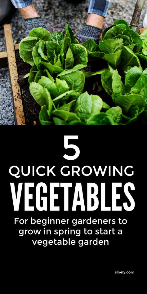 Growing Veg In Pots, Toddler Veggies, Veg Planters, Apartment Homesteading, Kitchen Decorations Ideas, Starting Garden, Kitchen Vibes, Growing Vegetables In Pots, Gardening Planting