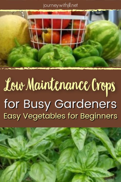 Easy Vegetables, Vegetable Garden Raised Beds, Garden Hacks, Low Maintenance Garden, Organic Gardening Tips, Garden Pests, Easy Garden, Organic Vegetables, Veggie Garden