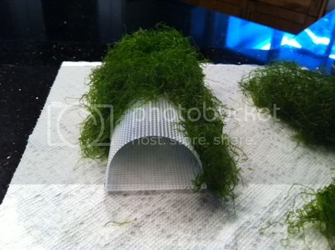 Fish Tank Cave Ideas Diy, Diy Fish Tank Tunnel, Aquarium Caves Diy, Aquariums Ideas, Aquarium Scape, Diy Aquarium Decor, Kissing Gourami, Aquarium Diy, Java Moss