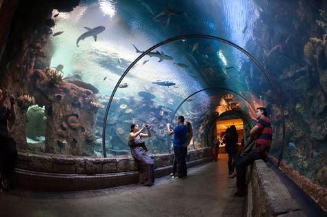 https://flic.kr/p/e3Yqdq | Mandalay Bay Shark Reef Aquarium | Mandalay Bay Shark Reef Aquarium Aquarium Tunnel, Las Vegas Attractions, Vegas Attractions, Las Vegas Vacation, Mandalay Bay, Vegas Vacation, Vegas Hotel, Reef Aquarium, Vegas Trip