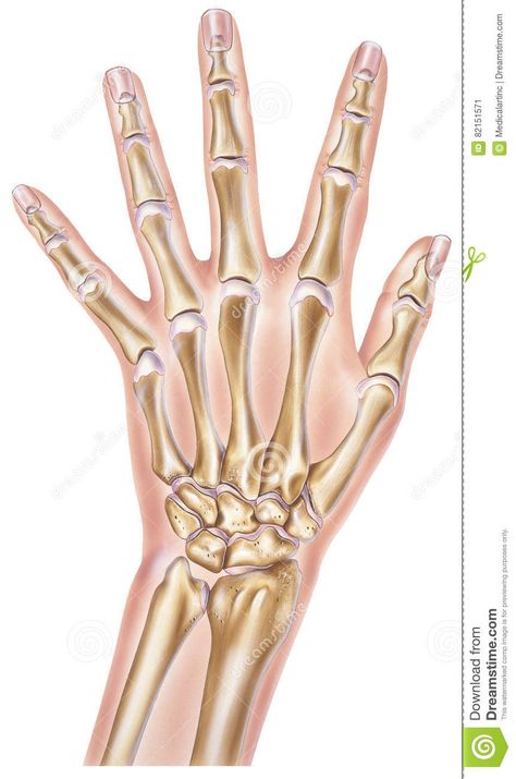 Finger Bone Drawing On Hand, Hand Structure Anatomy, Finger Bones Drawing, Bone Structure Drawing, Hand Bones Drawing On Hand, Skeleton Hand Drawing On Paper, Bones In Hand, Hand Bone Structure, Hand Bones Tattoo