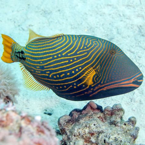 Sea Fish Photography, Tropical Fish Pictures, Trigger Fish, Saltwater Aquarium Fish, Saltwater Fish Tanks, Fauna Marina, Fish Artwork, Beautiful Sea Creatures, Marine Fish