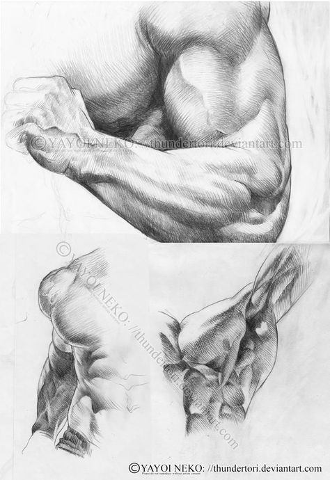 Small Sketches, Art Fundamentals, Arm Anatomy, Button Vest, Human Anatomy Drawing, Body Sketches, Human Anatomy Art, Anatomy Sketches, Tops Men