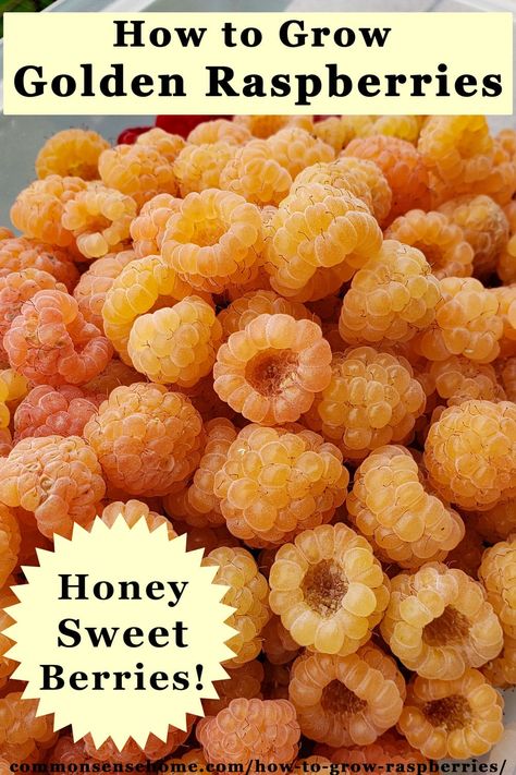 Berry Bushes Garden Ideas, Berry Patch Layout, Golden Raspberry Recipes, Berry Patch Layout Garden Ideas, How To Grow Raspberries, Raspberry Garden, Raspberry Bush Care, Golden Raspberries, Raspberry Bushes Care How To Grow