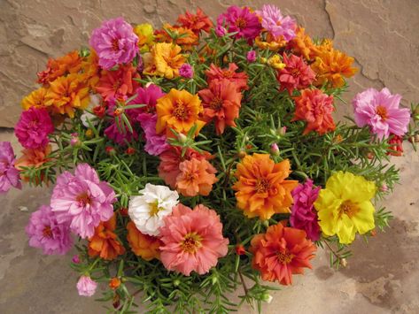 Portulaca Grandiflora, Moss Rose, Rose Seeds, Dry Garden, Hanging Flower Baskets, Balcony Plants, Ground Cover Plants, Annual Flowers, Planting Roses