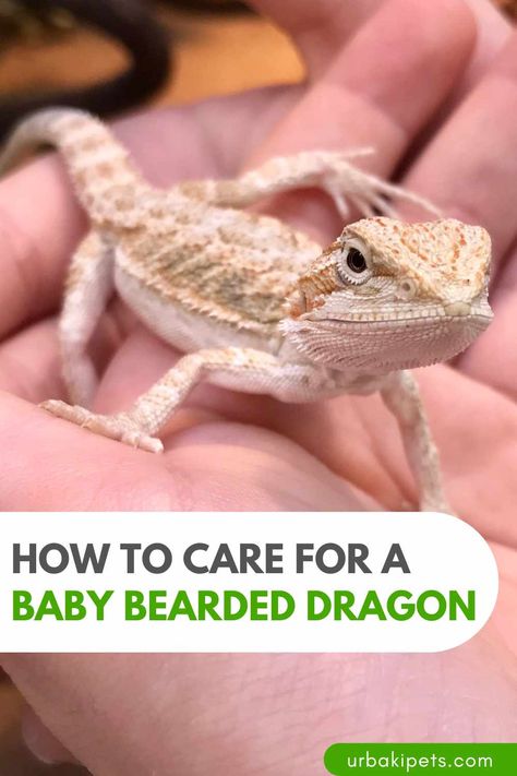 Bearded Dragon For Beginners, Bearded Dragon Care Sheet, Diy Bearded Dragon Enclosure, Bearded Dragon Terrarium, Bearded Dragon Enclosure, Bearded Dragon Food, Bearded Dragon Habitat, Baby Bearded Dragon, Bearded Dragon Care