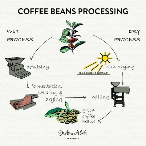 Dritan Alsela on Instagram: “Coffee beans processing ☕️” Mac Coffee, Coffee Roasting Process, Coffee Art Drawing, Coffee Pic, Homemade Coffee Drinks, Coffee Process, Coffee Inspiration, Coffee Health, Coffee Cartoon