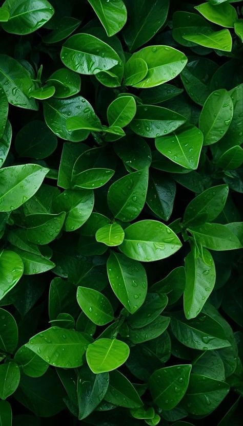 8k Wallpaper For Mobile Nature, Symmetry Photography, Green Nature Wallpaper, Jewelry Website Design, Artificial Grass Wall, Green Leaf Wallpaper, Android Wallpaper Dark, Hd Nature Wallpapers, Leaves Wallpaper