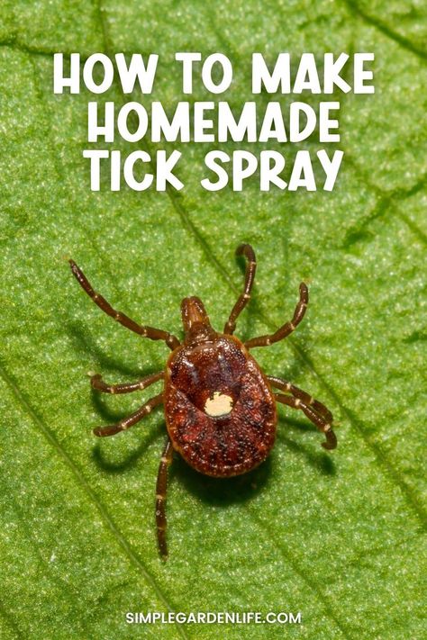 How to make homemade tick spray by simplegardenlife.com Natural Remedies For Ticks On Dogs, Home Remedy For Ticks On Dogs, Dog Tick Spray, Homemade Tick Repellent For Dogs, Essential Oils For Ticks On Dogs, Tick Spray For Humans, Natural Tick Repellent For Dogs, Diy Tick Repellent For Dogs, Diy Tick Spray For Dogs