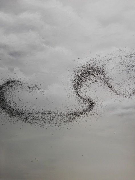 Birds In The Sky, Bird Migration, Aerial Arts, Flock Of Birds, Ethereal Art, Stippling, Starling, Diy Arts And Crafts, Album Art