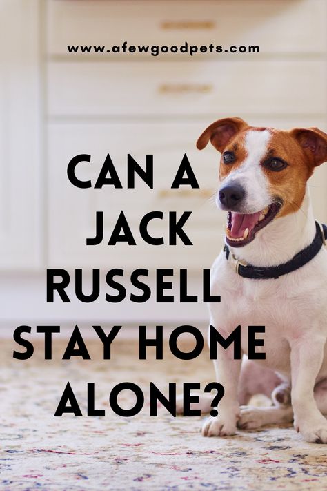 Rough Coated Jack Russell Terrier, Jack Russell Terrier Funny, Jack Russell Funny, Lose Wight, Parson Jack Russell, Silhouette Fashion, Jack Terrier, Jack Russell Mix, Animals Quotes