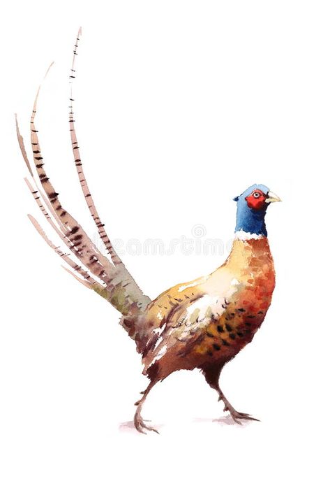 Bird Watercolor Paintings, Painted Illustration, Background Drawing, Watercolor Paintings Easy, Water Painting, Watercolor Bird, Watercolor Animals, Pheasant, Wildlife Art