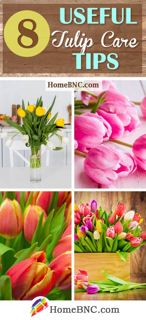 Tulip Care - How to Plant, Grow and Help Them Thrive When To Plant Tulips In Pots, Tulip Growing Tips, How To Plant Tulip Bulbs, Tulip Care After Bloom, Tulip Care, When Do You Plant Tulips Bulbs, Growing Tulips, Planting Tulips, Tulip Bulbs