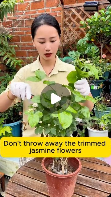 Seed to Flower on Instagram: "Jasmine propagation is super easy. Just cut a branch, and you’ll grow a whole pot!

#FlowerPlants #GardeningTips #JasmineCare #EasyPropagation #GreenThumb" Grand Duke Jasmine Plant, How To Grow Jasmine From Cuttings, Jasmine Propagation, Jasmine Plant, Jasmine Flower, Growing Flowers, Water Plants, Green Thumb, Secret Garden