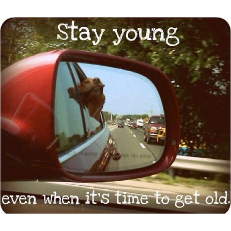 Stay young even when it's time to get old quote Stay Young Quotes, Young Quotes, Michigan City, Lake Havasu City, Ormond Beach, South Lake Tahoe, Wall Papers, Stay Young, Pompano Beach