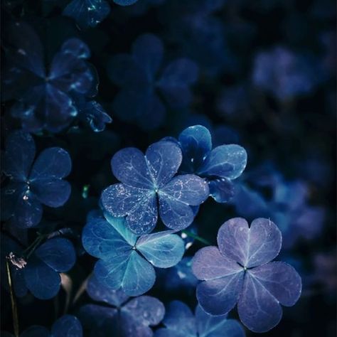 Defy The Night Aesthetic, Dark Blue Nature Aesthetic, Blue Hydrangea Aesthetic, Dusty Blue Aesthetic, Daze Core, Hydrangeas Aesthetic, Mercy Aesthetic, Dark Hydrangea, Defy The Night