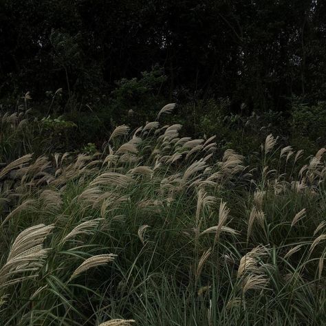 Gothic Academia Aesthetic, Green Academia, Dark Naturalism, Dark Look, Dark Paradise, Academia Aesthetic, Woodland Creatures, Nature Aesthetic, Green Aesthetic