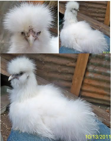 Sexing your Silkies (PICTURES AND TIPS - Updated July-5-12) | BackYard Chickens - Learn How to Raise Chickens Silkie Chickens Coop, Turkey Chicks, Silkie Rooster, Silkie Hen, Chicken Raising, How To Raise Chickens, Types Of Chickens, Chicken Pictures, Silkie Chickens