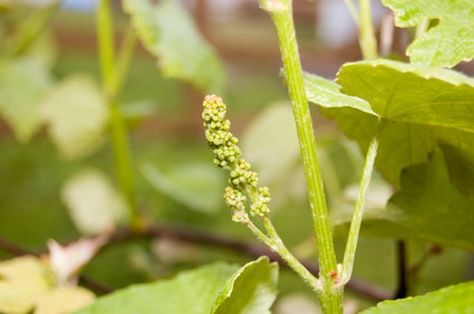 Grapevine Growing, Concord Grapes, Grape Trellis, Rose Seeds, Garden Vines, Growing Grapes, Rose Bush, Small Yard, Planting Seeds