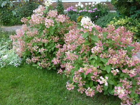 Little Quickfire Hydrangea Quickfire Hydrangea, Little Quick Fire Hydrangea, Quick Fire Hydrangea, Bobo Hydrangea, On My Block, Hydrangea Landscaping, Landscaping Flowers, Homestead Gardens, Garden Shrubs