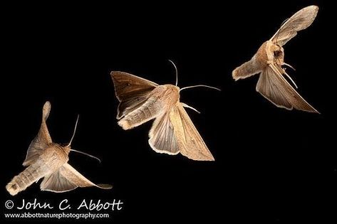 Moth In Nature, Moths Flying Drawing, Flying Moth Drawing, Moths Painting, Moth In Flight, Bug Pinning, Moth Photography, Moths Flying, Moth Flying