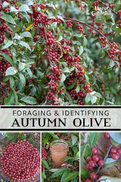 Fall Foraging, Honeysuckle Berries, Edible Berries, Foraging Guide, Autumn Olive, Wild Foraging, Wild Food Foraging, Berry Recipes, Foraging Recipes