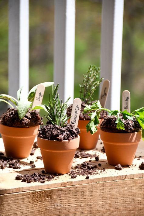 Inspired by these adorable Wilton cupcake herb flower pots, I made them with an easy spin to welcom the start of summer incase you don't have silicone flower pots at home! Instead, make homemade cupcakes (I typically use Martha Stewart's Devil's Food Cupcake recipe), then placed them inside these adorable clay pots. Then, fun part is decorating the cupcakes with crushed Oreos and chocolate frosting to create a dirt like effect while inserting assorted herbs into the cupcake along with a wooden Plant Pot Cupcakes, Plant Cupcakes Flower Pots, Flower Pot Dessert, Plant Cupcakes, Flower Pot Cupcakes, Dirt Cake Cups, Rehearsal Brunch, Cupcake Flower Pots, Banana Leaf Decor