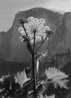 Ansel Adams: rare photographs in stunning hi-definition | Art and design | The Guardian Ansel Adams Photos, Half Dome Yosemite, Dream Photography, Definition Art, Holiday Photography, Silver Print, Gelatin Silver Print, Yosemite Valley, Famous Photographers