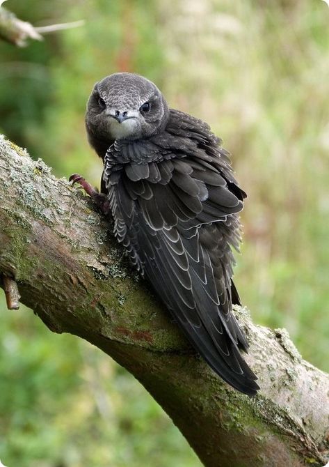 Swift Bird, Birds Tattoo, Bird Photo, Animals Of The World, Beautiful Birds, Animal Kingdom, Bald Eagle, Animal Photography, Animals Beautiful