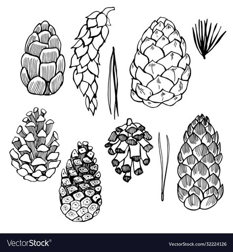 Pinecone Drawing, Vector Sketch, Sketch Illustration, Pine Cones, Png Images, Adobe Illustrator, Print On Demand, Vector Images, Vector Free