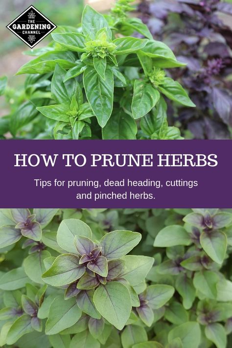 Learn how to prune garden herbs with these tips on pruning, dead heading, cuttings and pinched herb tips. Follow these gardening tips for large harvests of herbs and healthy herb plants. #gardeningchannel #gardening #herbgardening Herb Plants, Garden Herbs, Types Of Herbs, Organic Vegetable Garden, Herbs Indoors, Home Vegetable Garden, Organic Gardening Tips, Garden Pests, Growing Herbs