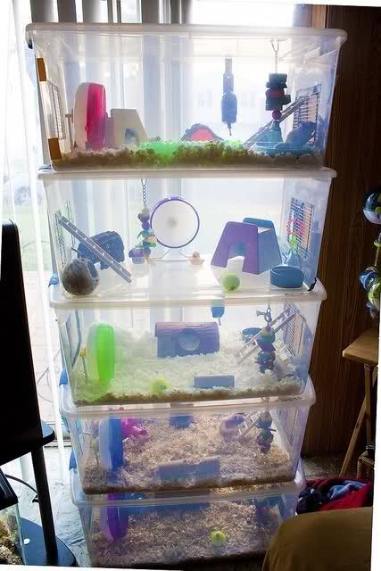 if you look closely there is only ONE syrian hamster in there. SPOILED ROTTEN. Plastic Hamster Cage, 2 Hamsters, Syrian Hamster Cages, Diy Hamster House, Kandang Hamster, Bin Cage, Hamster Bin Cage, Pet Rat Cages, Hamster Ideas