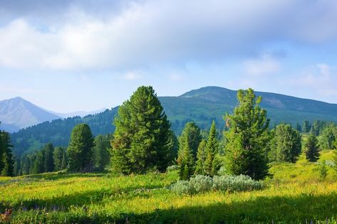 Free photo horizontal mountains landscap... | Free Photo #Freepik #freephoto #mountain-view #valley #forest-mountains #mountain-landscape Nature Horizontal, Mountain Background, Landscape Horizontal, Mountains Landscape, Flower Landscape, Islamic Videos, Mountain Landscape, Landscape Photos, Free Photo