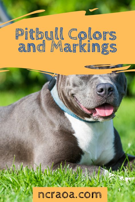 Learn about the variations in colors and markings with pitbull dogs. Pitbull Skin Problems, Blue Brindle Pitbull, Tricolor Pitbull, Blue Fawn Pitbull, Red Pitbull, Pitbull Colors, Merle Pitbull, American Bully Pitbull, Pitbull Attacks