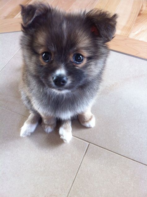 Pomchi puppy. Pomchi Dogs, Pomchi Puppies, Pomeranian Chihuahua Mix, Pomeranian Chihuahua, Pomeranian Mix, Melting Moments, Adorable Dogs, Chihuahua Mix, Pomeranian Dog