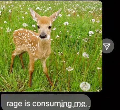 Baby Deer Aesthetic, Deer Meme, Deer Aesthetic, Oh Deer, Silly Animals, Baby Deer, Silly Pictures, Cute Memes, Silly Me