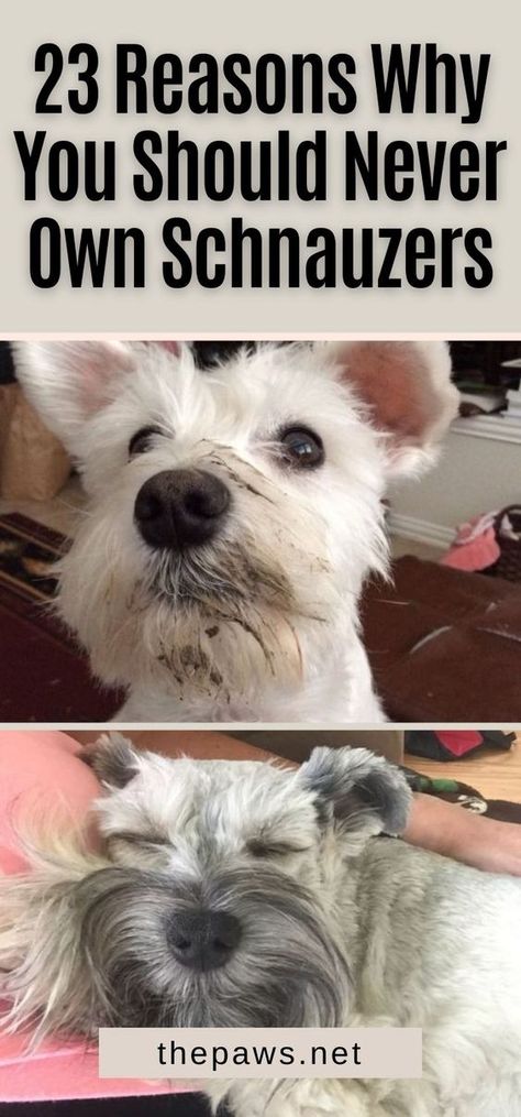 Grooming A Miniature Schnauzer, Grooming A Schnauzer, Schnauzer Face Grooming, Miniature Schnauzer Dogs, Mini Schnauzer Haircut, Mini Schnauzer Grooming Haircuts, Miniature Schnauzer Drawing, Schnauzers Miniature, Miniature Schnauzer Haircut