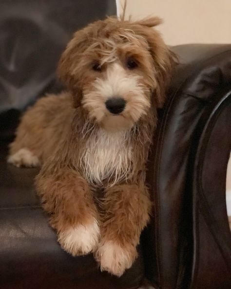 After her bath! Tuxedo Goldendoodle puppy, Candy Doodles Maddi.  Candydoodles-Goldendoodles.com Tuxedo Goldendoodle, Candy Doodles, Oodles Of Doodles, Goldendoodle Puppy, Tuxedo Wedding, Goldendoodle, Mans Best Friend, Adorable Animals, Puppy Love